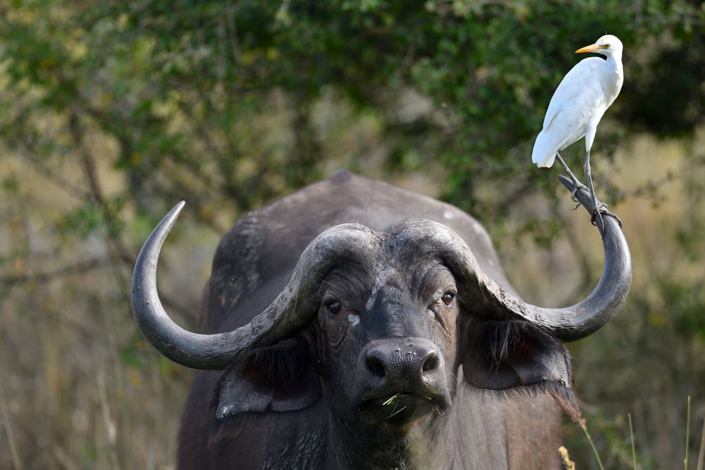 Jedem seinen Vogel