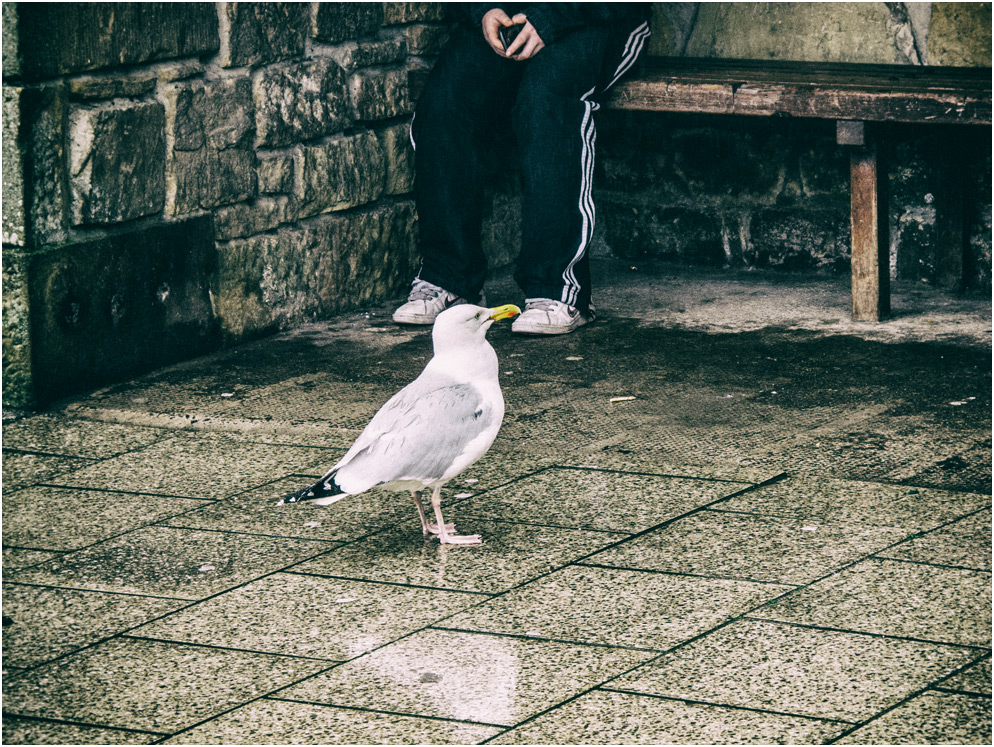 Jedem seinen Vogel ...