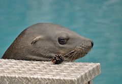 Jedem Tierchen sein Plaisierchen