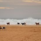 Jeden Abend am Strand - der Zahnputzer