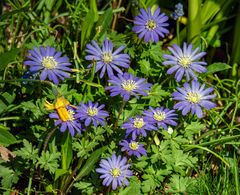 jeden frühling das Gleiche...