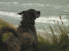 Jeden Morgen der erste Weg zum Meer und eine Nase voll genommen !