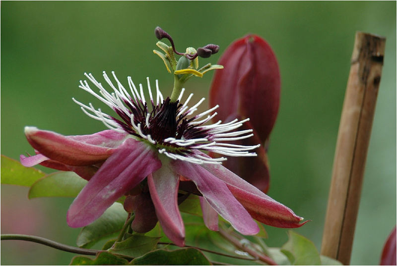 jeden Tag eine Neue - - Blüte natürlich :-)