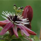 jeden Tag eine Neue - - Blüte natürlich :-)