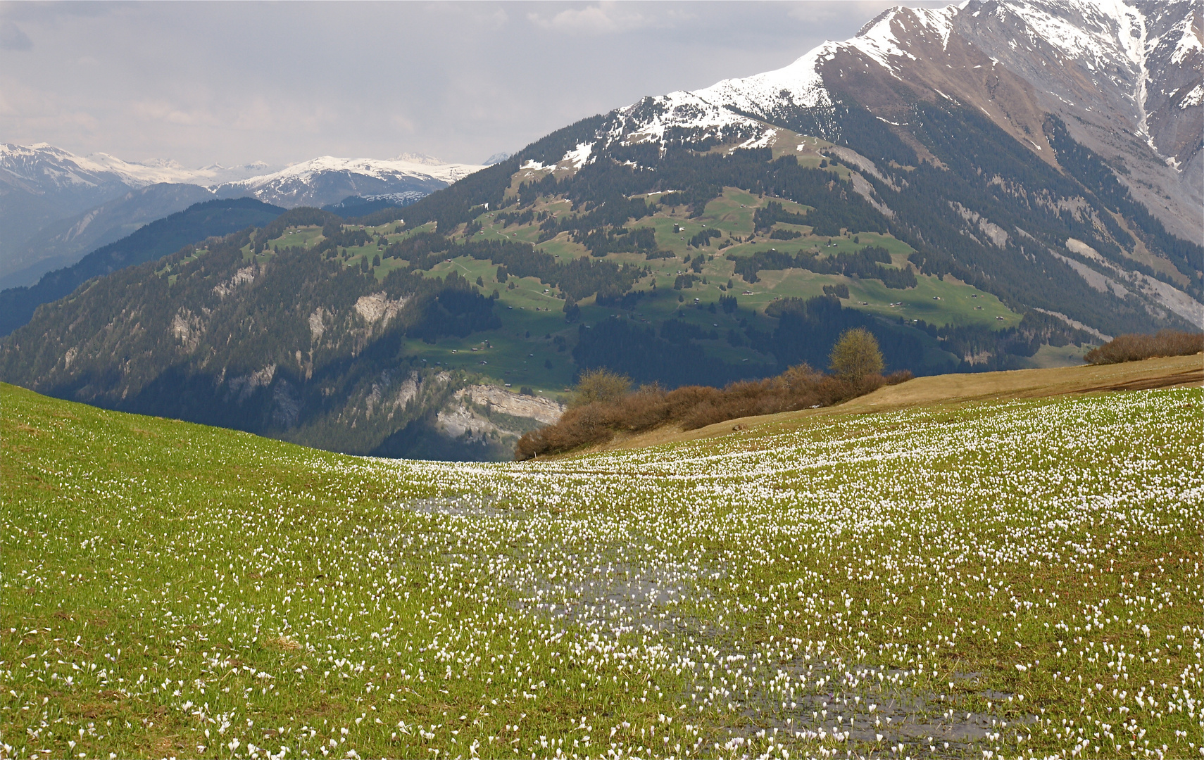 jeden Tag mehr ....... Frühling