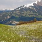 jeden Tag mehr ....... Frühling