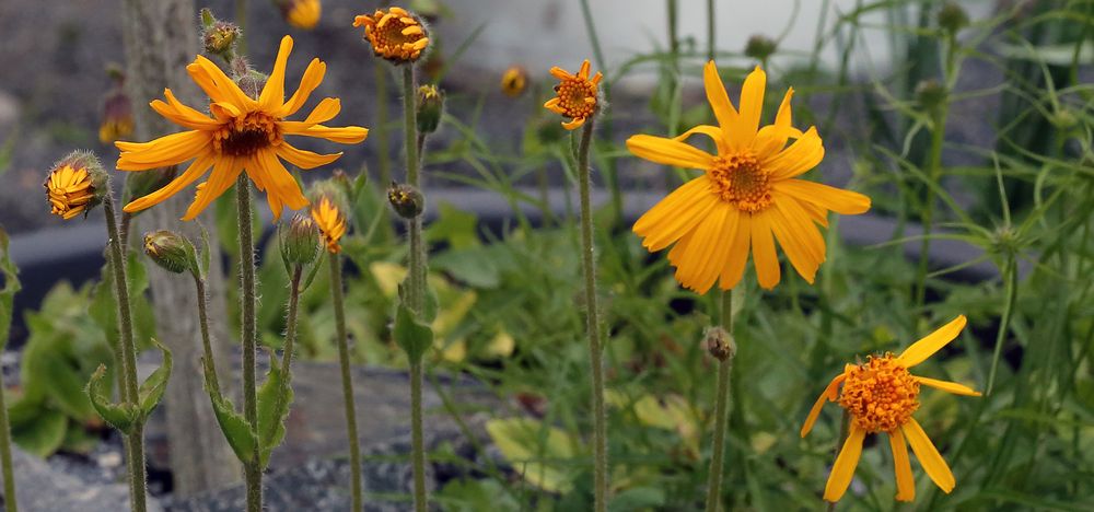 Jeden Tag sind weitere Blüten offen bei Arnica montana