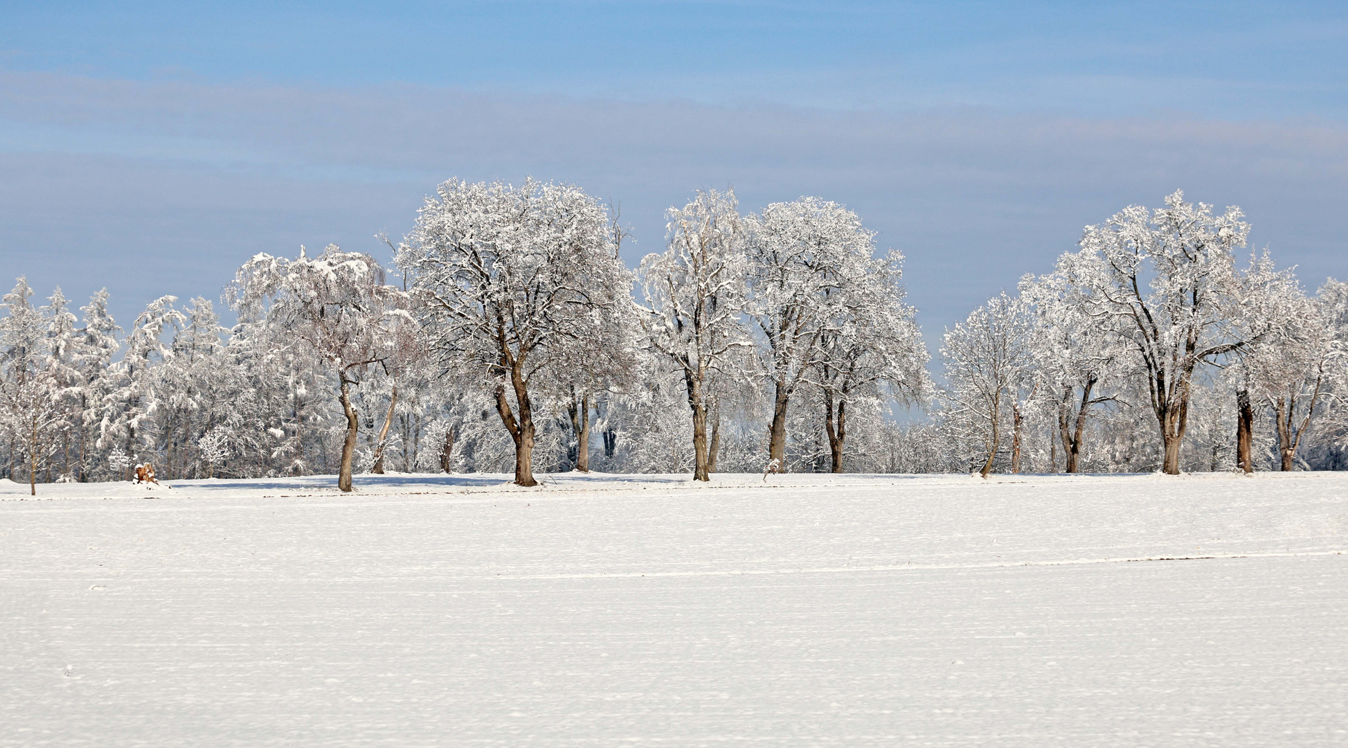 Jeder Baum...