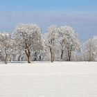 Jeder Baum...