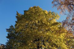 jeder Baum hat sein ganz eignes schönes Herbstkleid