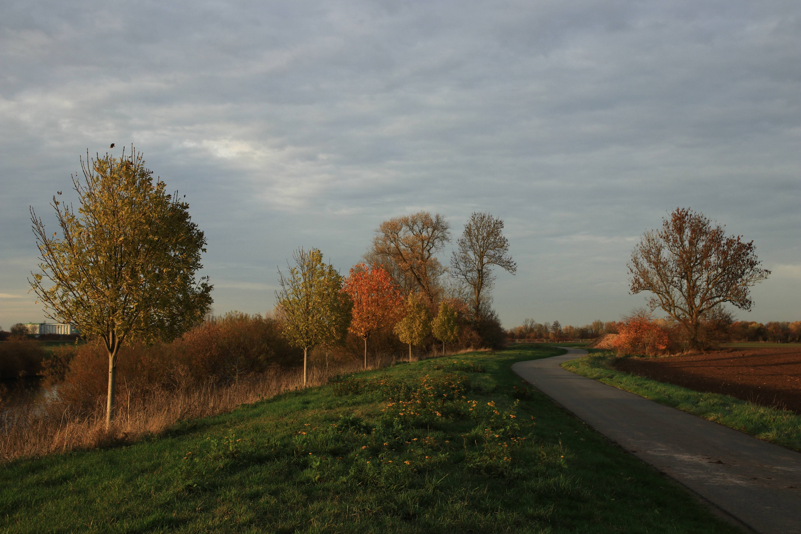 Jeder Baum hat seine Farbe