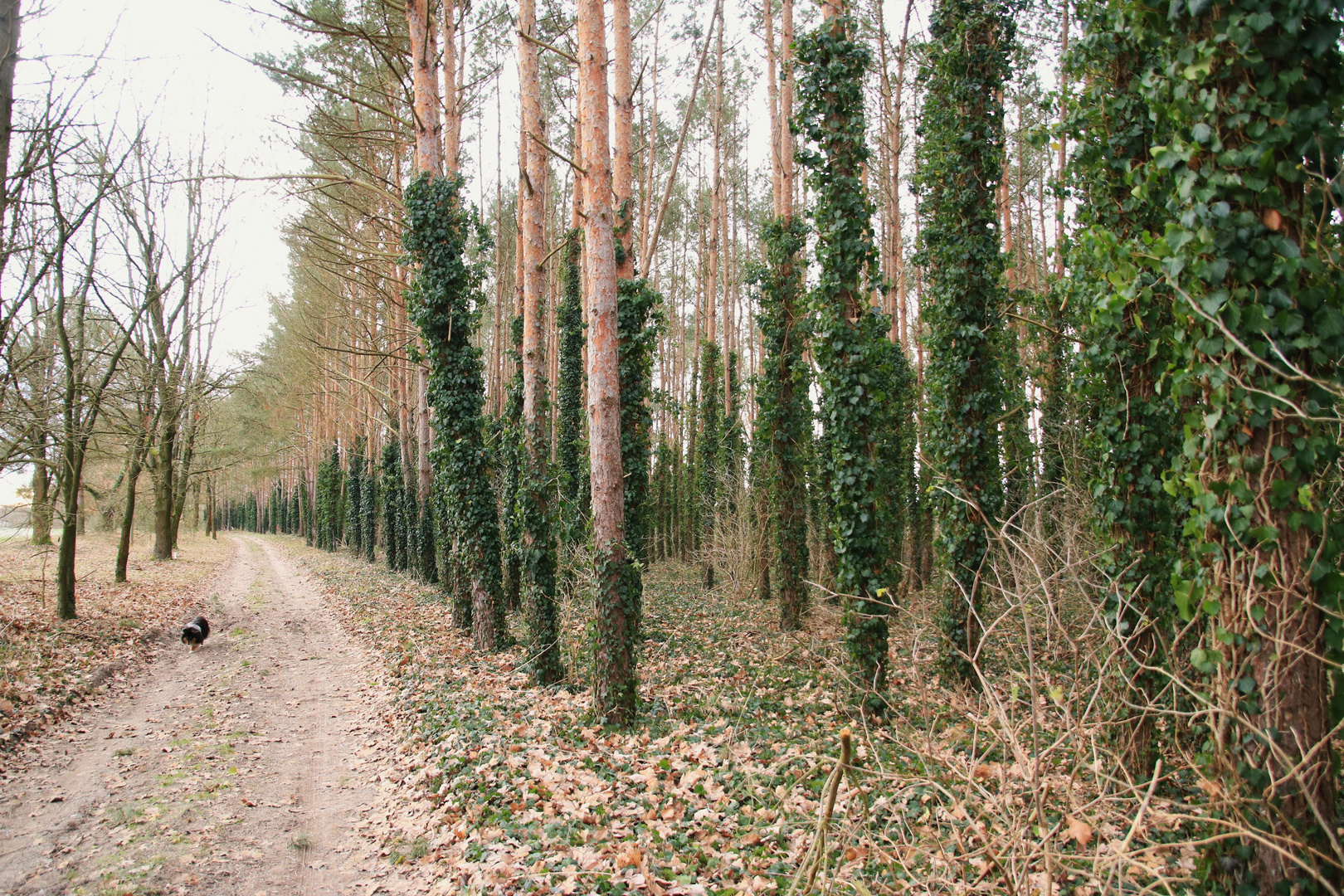 Jeder Baum hat seinen Efeu