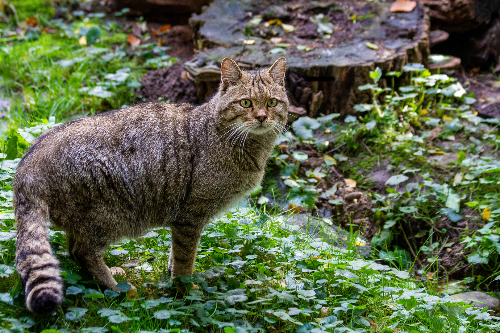 Jeder Besucher wurden genauestens beäugt, es könnte ja der Futterlieferant sein!