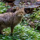 Jeder Besucher wurden genauestens beäugt, es könnte ja der Futterlieferant sein!