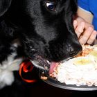 Jeder braucht eine Torte zum Geburtstag