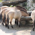 Jeder findet einen Platz am Fressnapf - schön geordnet nach Größe