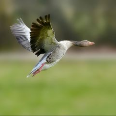 Jeder Flug ist mit einer Ziellandung zu beenden ... 