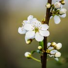 Jeder Frühling trägt den Zauber eines Anfangs in sich.