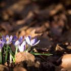 Jeder Frühling trägt den Zauber eines Anfangs in sich <3. - Monika Minder