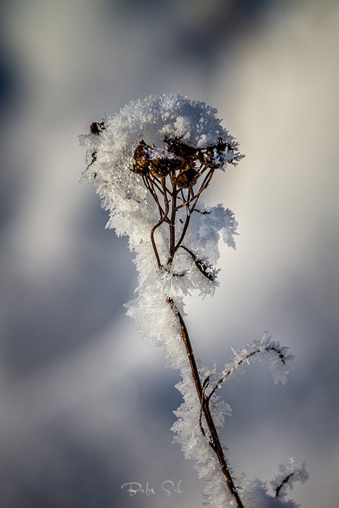 Jeder Halm und jeder Zweig