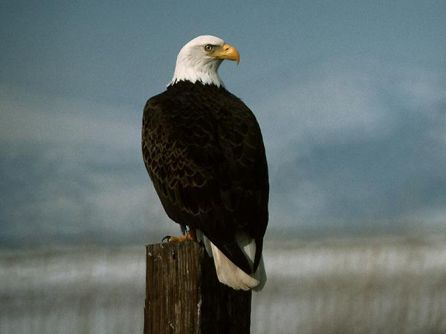 Jeder hat mal einen Vogel