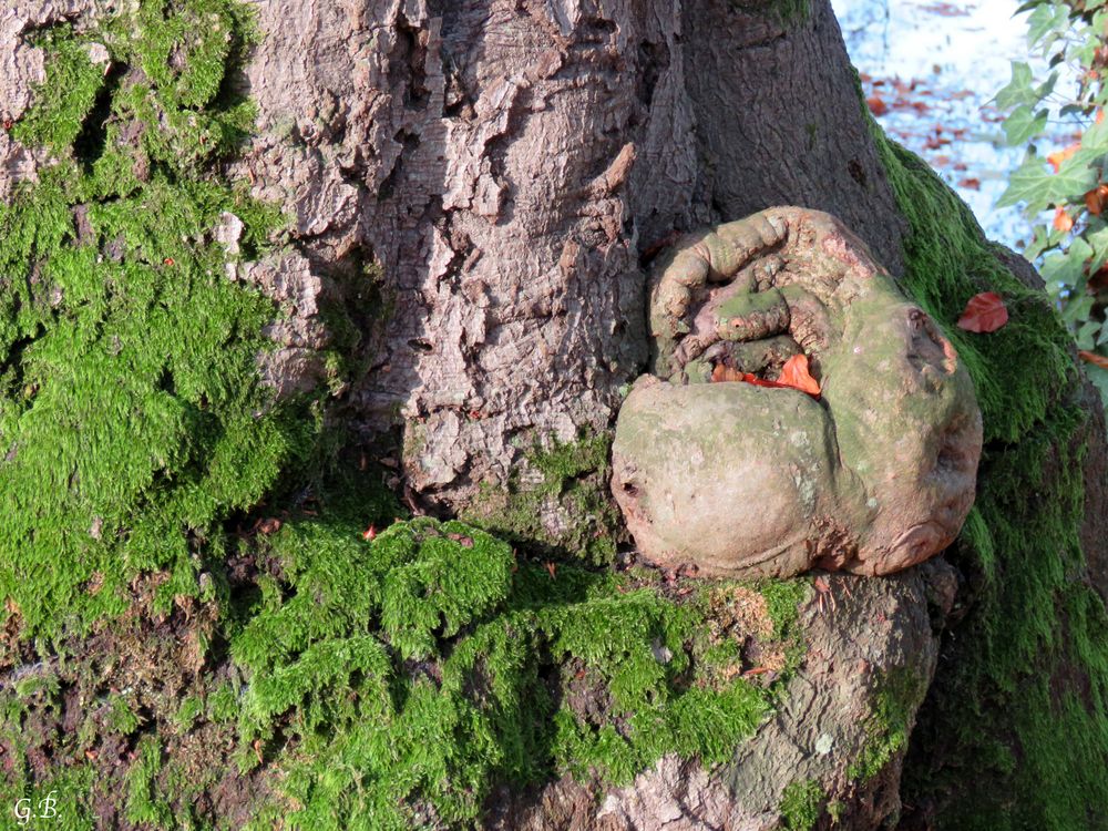 Jeder hat sein Päckchen zu tragen..... auch ein Baum