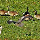 Jeder hat sein Platz auf der (Grünkohl)Wiese.