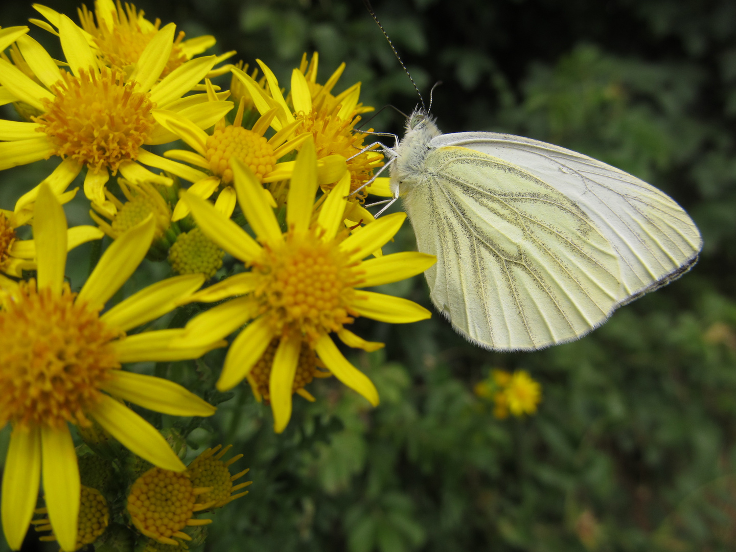 Jeder liebt Blumen