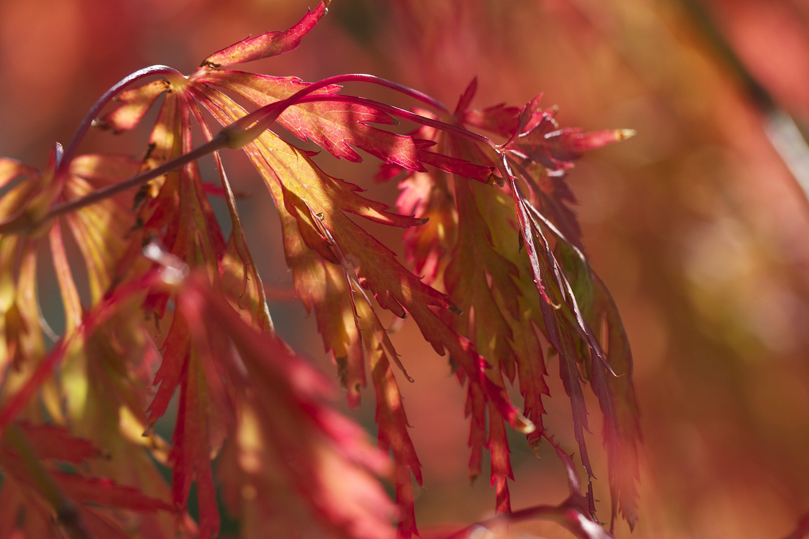 Jeder nimmt die Farbe seiner Umwelt an.