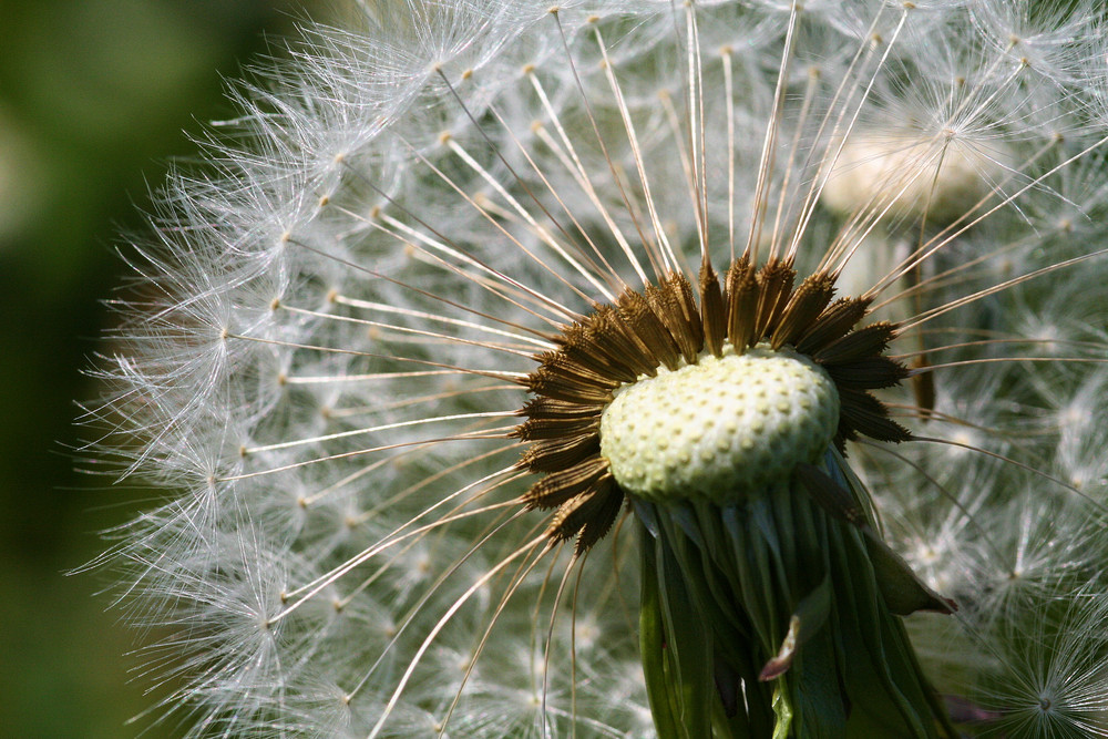 Jeder Samen mit eigenem Fallschirm