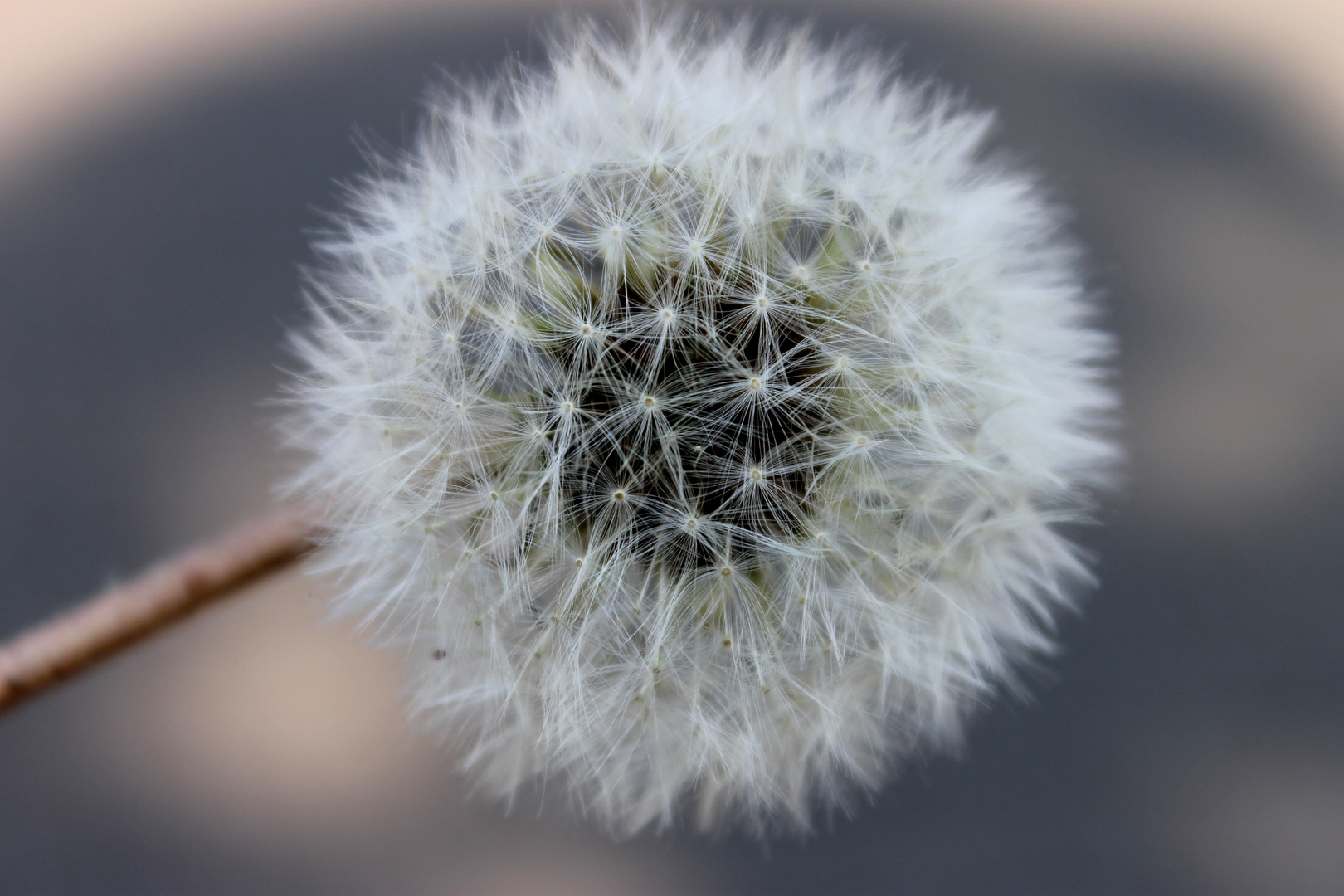 Jeder Schmerz ist gegen Herzschmerz Pusteblume