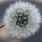 Jeder Schmerz ist gegen Herzschmerz Pusteblume