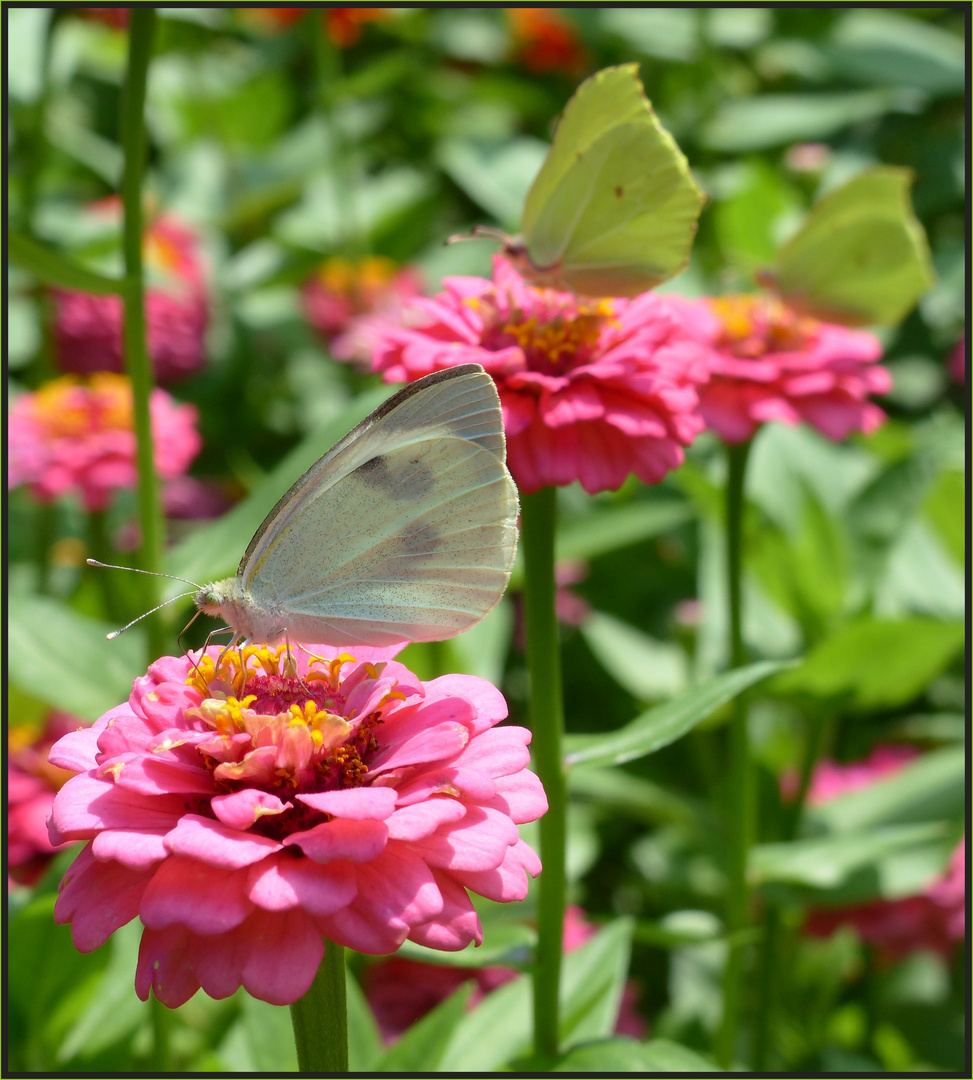 Jeder Schmetterling hat seine eigene Blüte