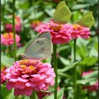 Jeder Schmetterling hat seine eigene Blüte