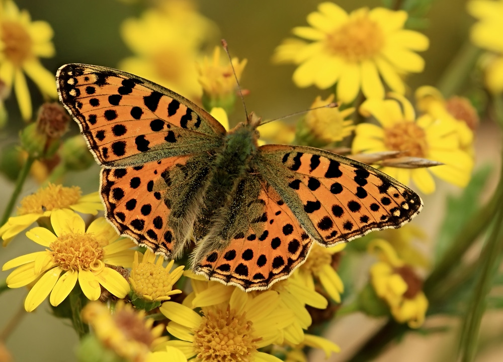 Jeder Schmetterling ist ein Glücksgefühl!