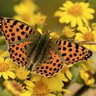 Jeder Schmetterling ist ein Glücksgefühl!