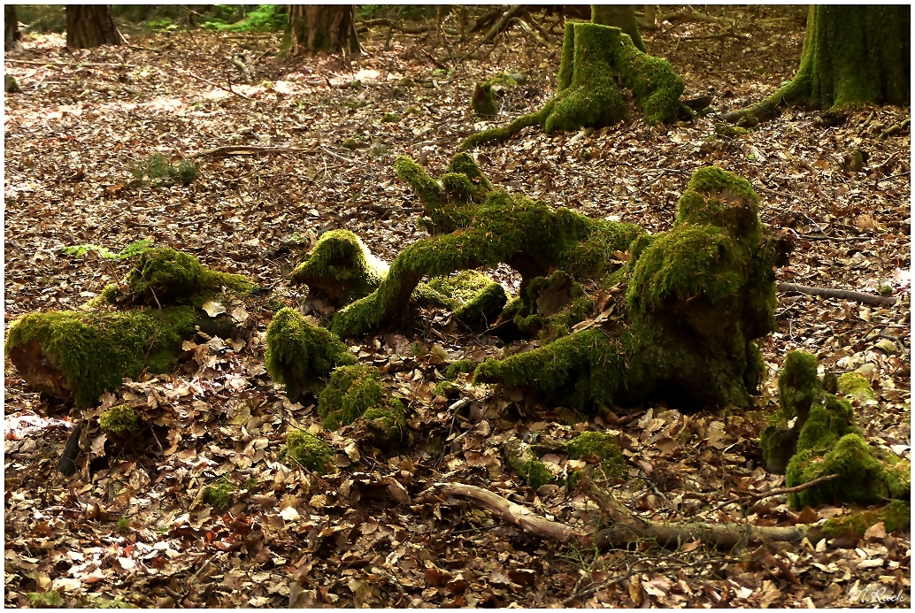 Jeder sieht darin etwas anders , Foto & Bild natur, pflanzen Bilder auf Jeder sieht darin etwas anders , Foto & Bild natur, pflanzen Bilder auf