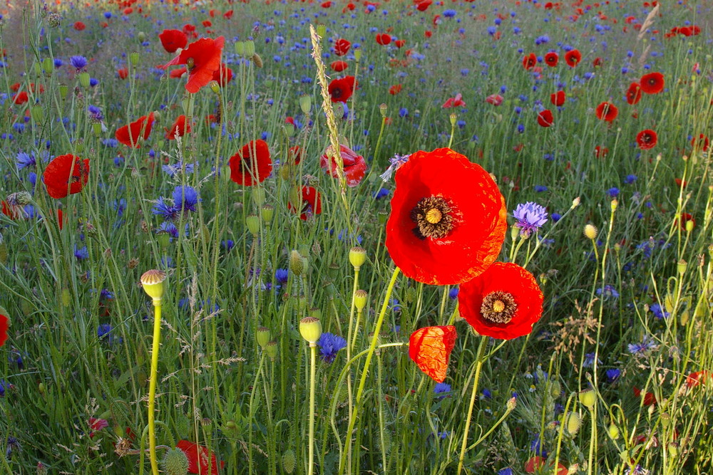 ... jeder Tag ein Mohn-Tag