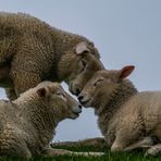 Jeder Tag ist Valentinstag