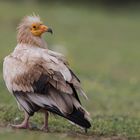 Jeder Vogel hat seine eigene Ästhetik