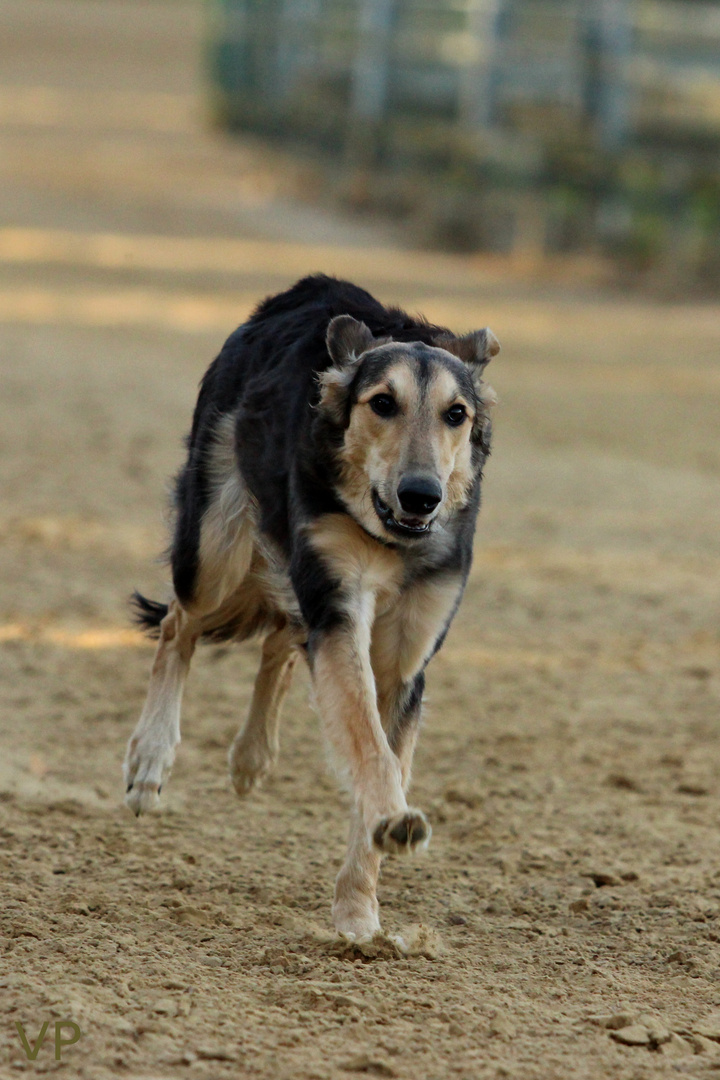 Jederhund-Rennen