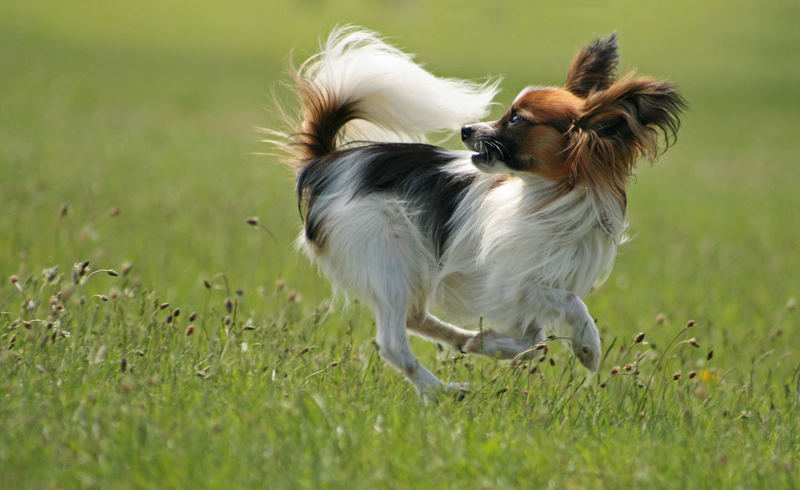 Jederhunderennen, Papillon