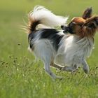 Jederhunderennen, Papillon