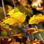 jedes Blatt - ein Unikat