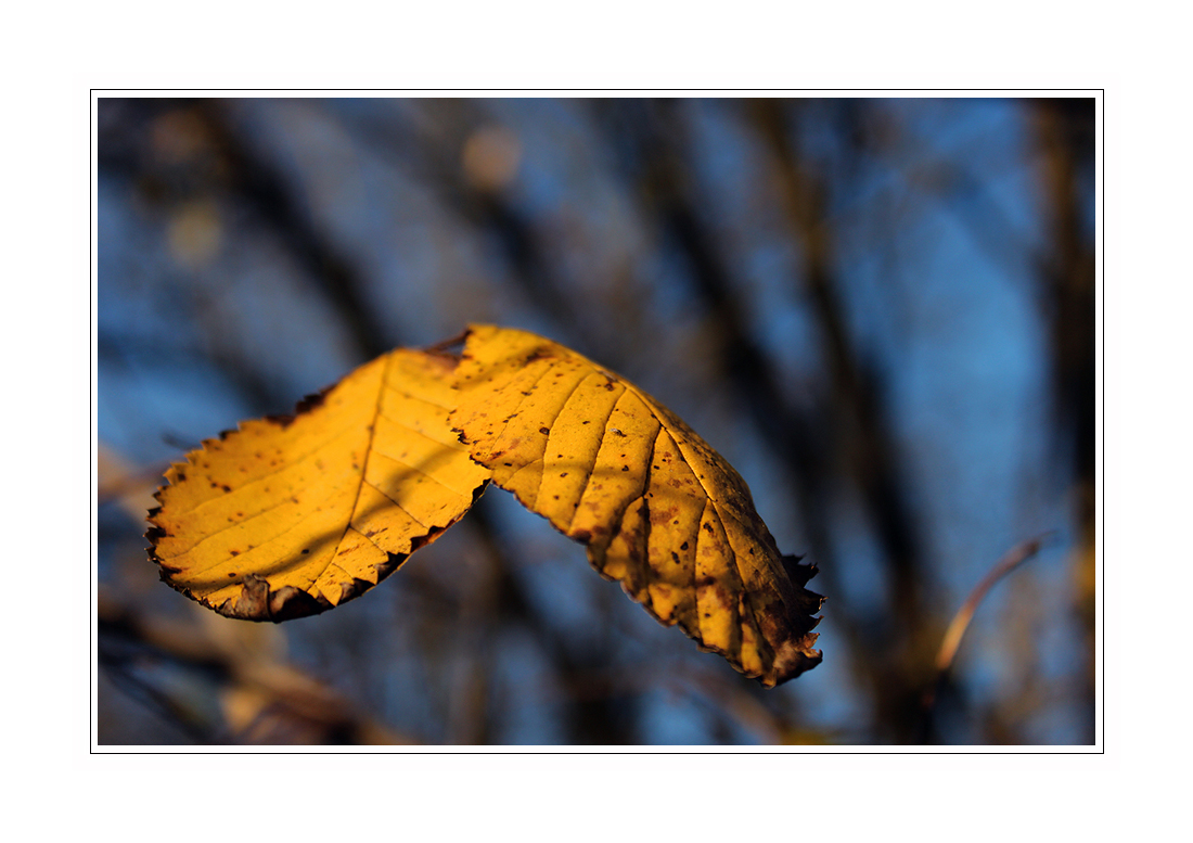 ... jedes Blatt'