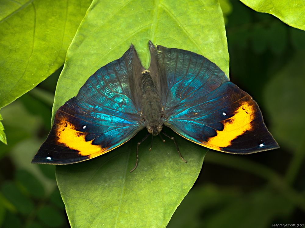 Jedes Blatt hat zwei Seiten / Indisches Blatt ( Kallima inachus )