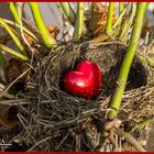 Jedes Herz braucht ein Nest!