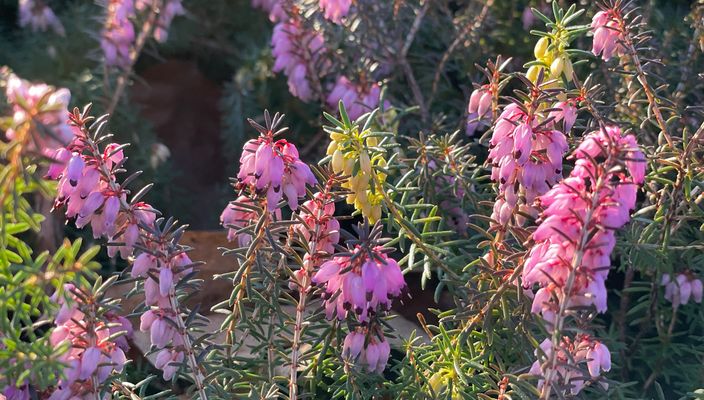Jedes Jahr eine Freude: Frühblüher