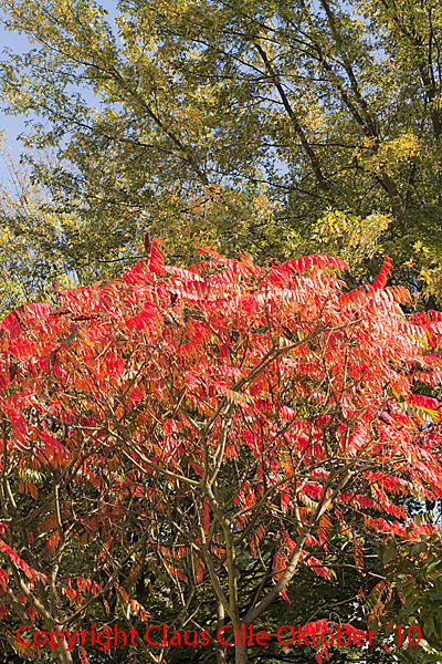 Jedes Jahr im Herbst zeigt der Essigbaum...