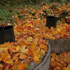 Jedes Jahr wieder schön...die Laubfärbung im Herbst